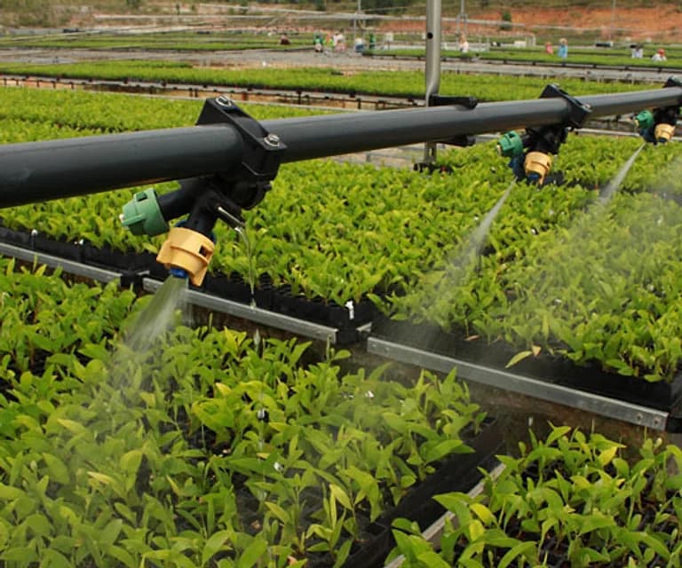 Overhead fine fogging nozzles misting rows of nursery seedling trays.