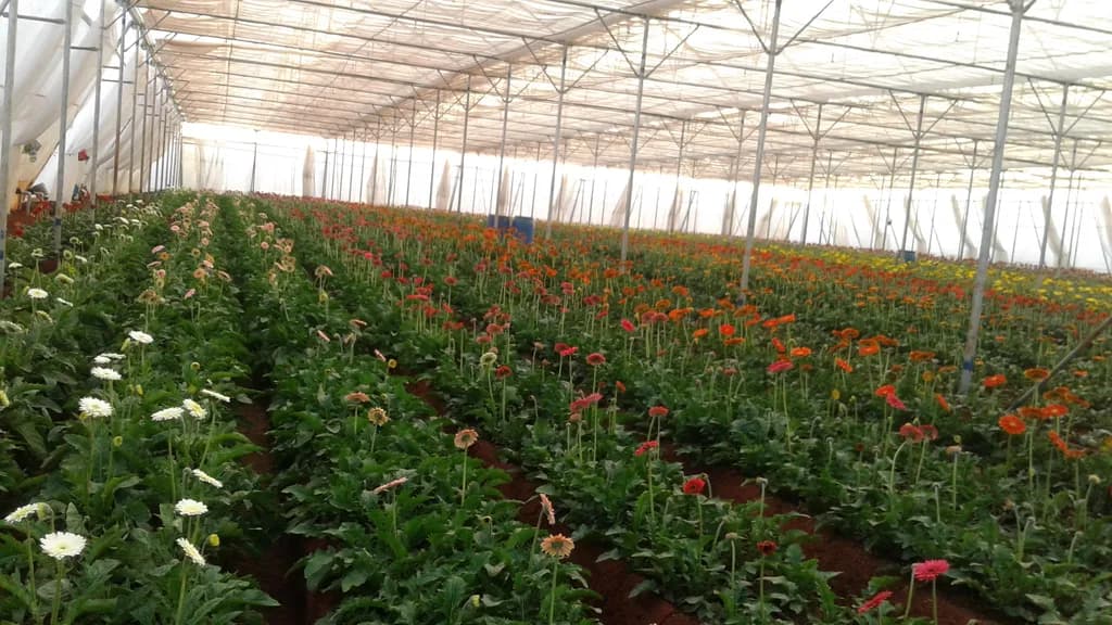 Interior of poly house nursery with rows of multicolor gerbera crop — red, orange, pink, and white blooms.