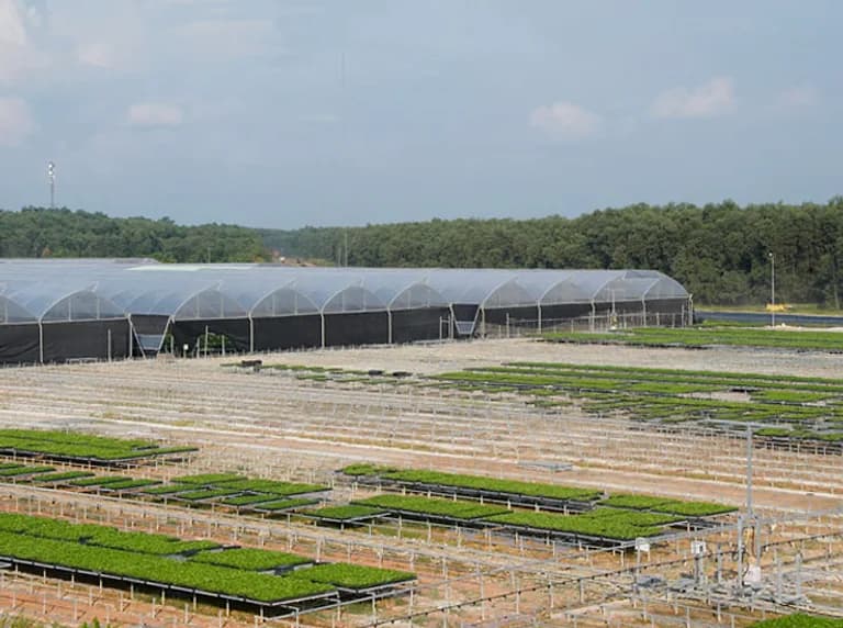 Tunnel poly house exterior with rows of nursery crop trays, blue sky.