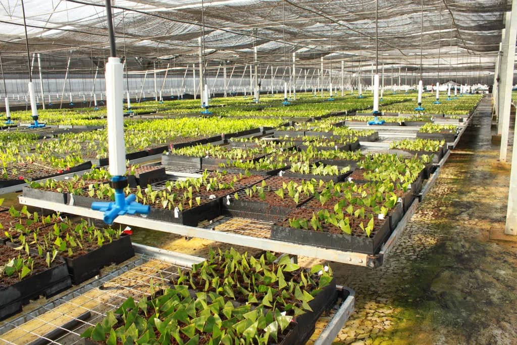 Wide angle of anthurium seedling trays and misting system extending into a shade house.