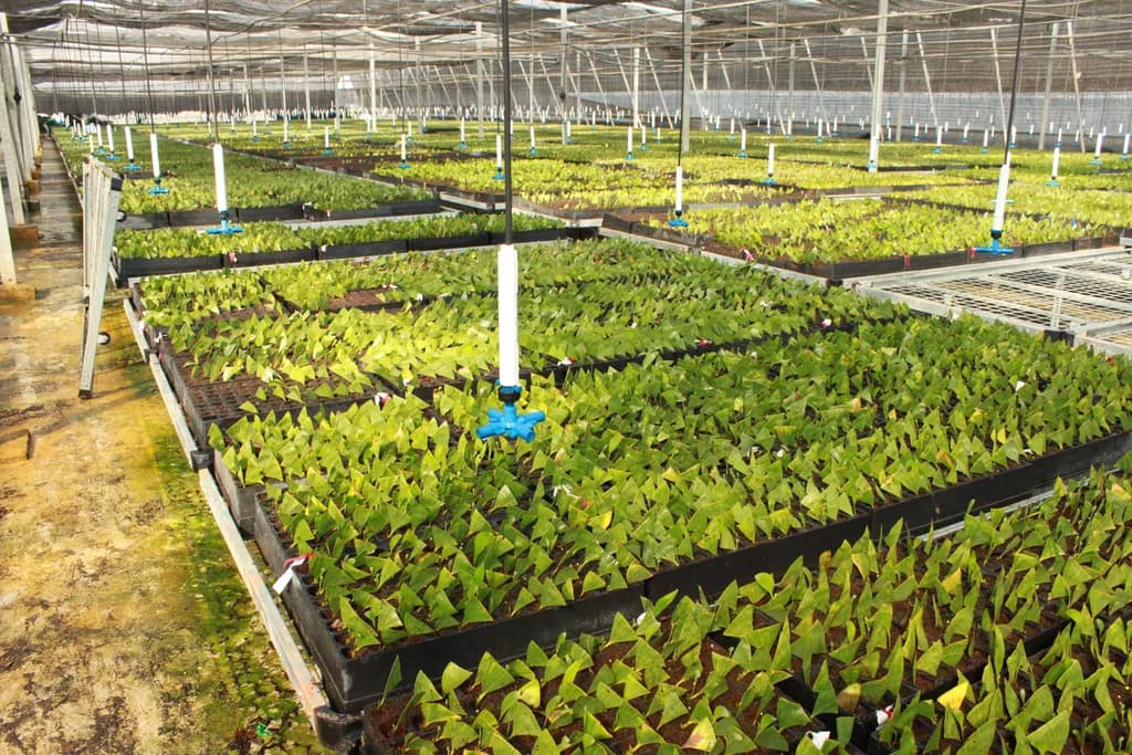 Anthurium seedling trays under a misting nozzle, shade-net roof visible above.
