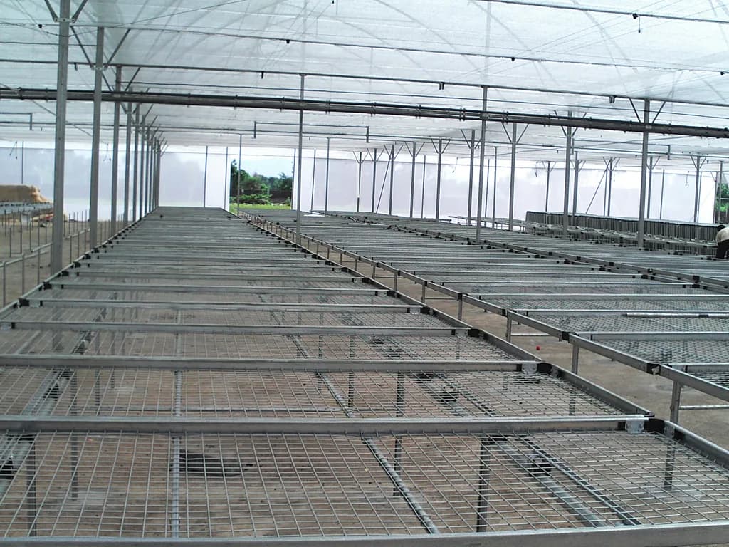 Wide interior view of a nursery with rows of raised wire-mesh benches under a shade-net roof.