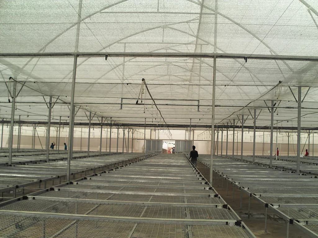 Interior bench-row view with workers near the entrance of the nursery facility.