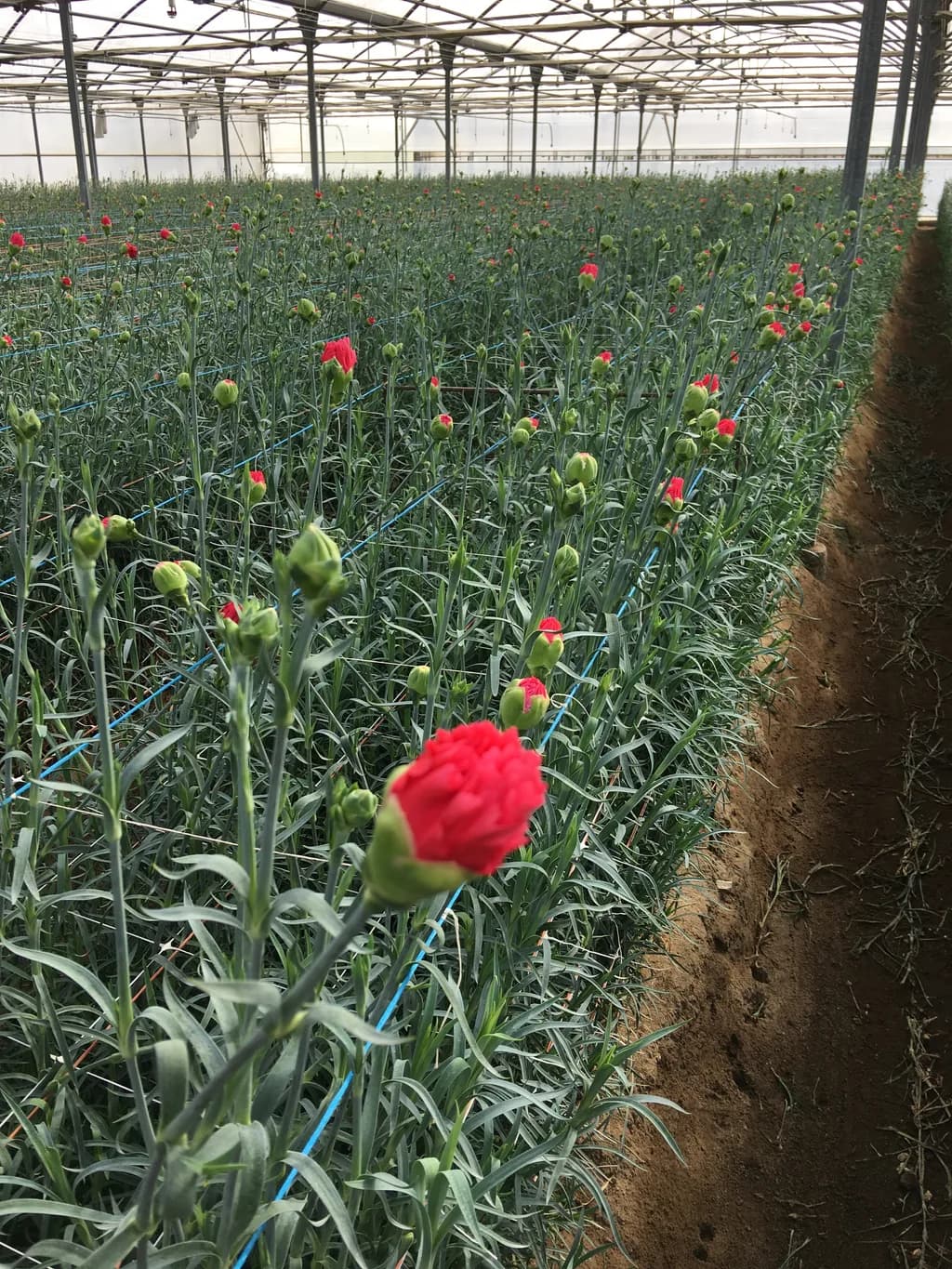 Row of red carnations in bloom with a drip-irrigation line running along the bed.