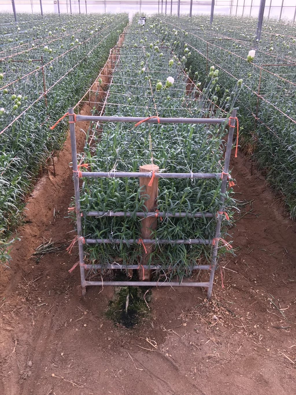 Carnation crop bed supported by a wire and string trellis grid on metal posts.