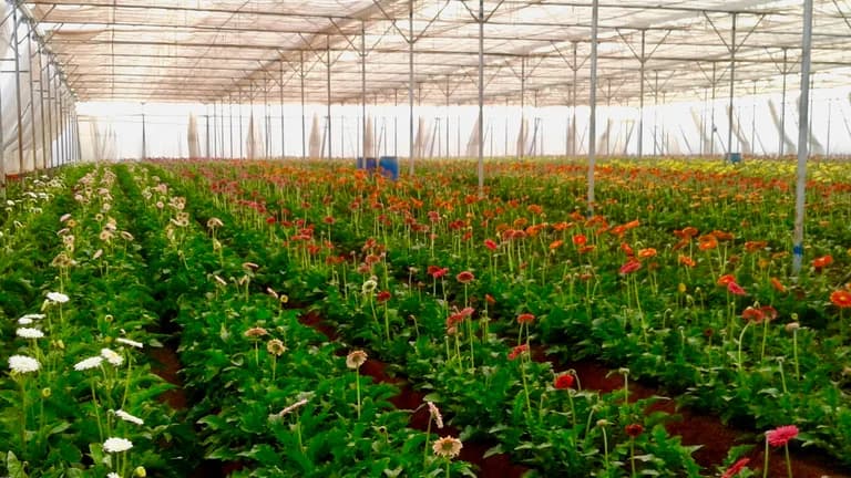 Wide interior view of a gerbera field in multiple colors under shade netting.