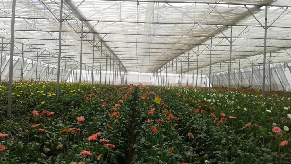 Wide interior view of a gerbera field with orange, yellow, and white blooms under a shade structure.
