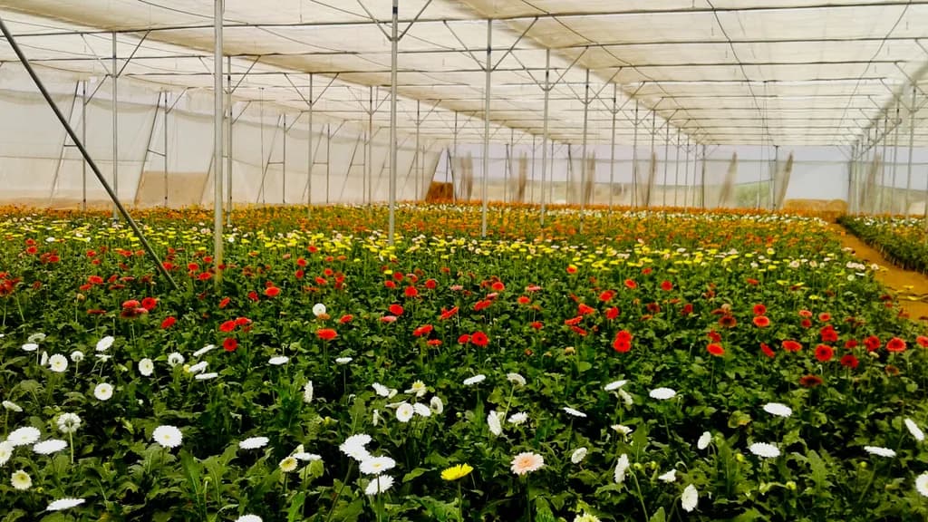 Wide interior view of a gerbera field with red, white, yellow, and orange blooms under shade netting.