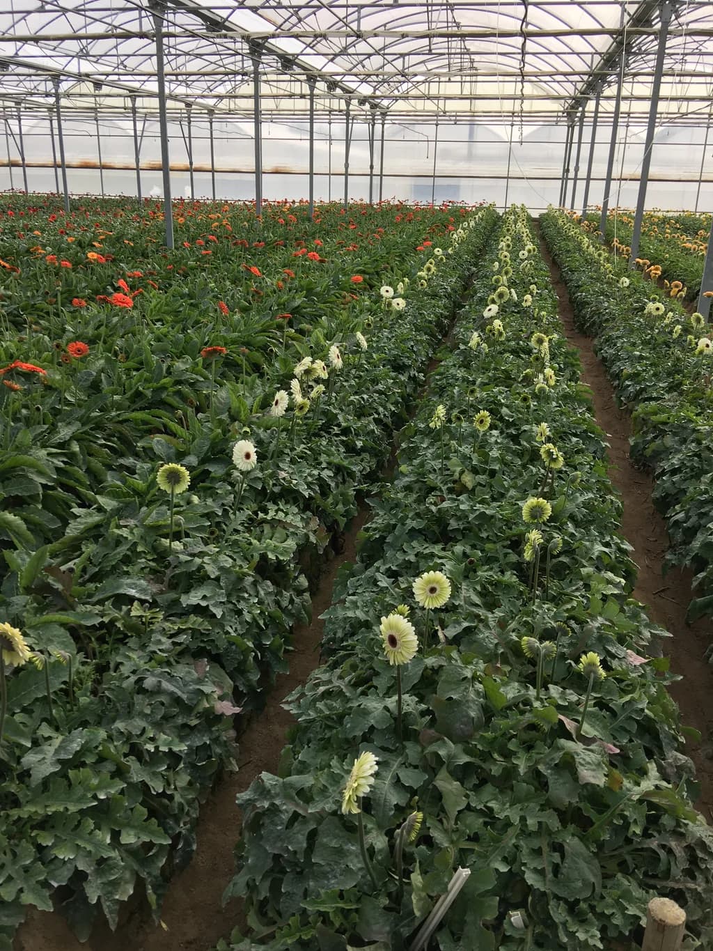 Overhead-angle interior view of pale yellow and white gerbera crop rows.