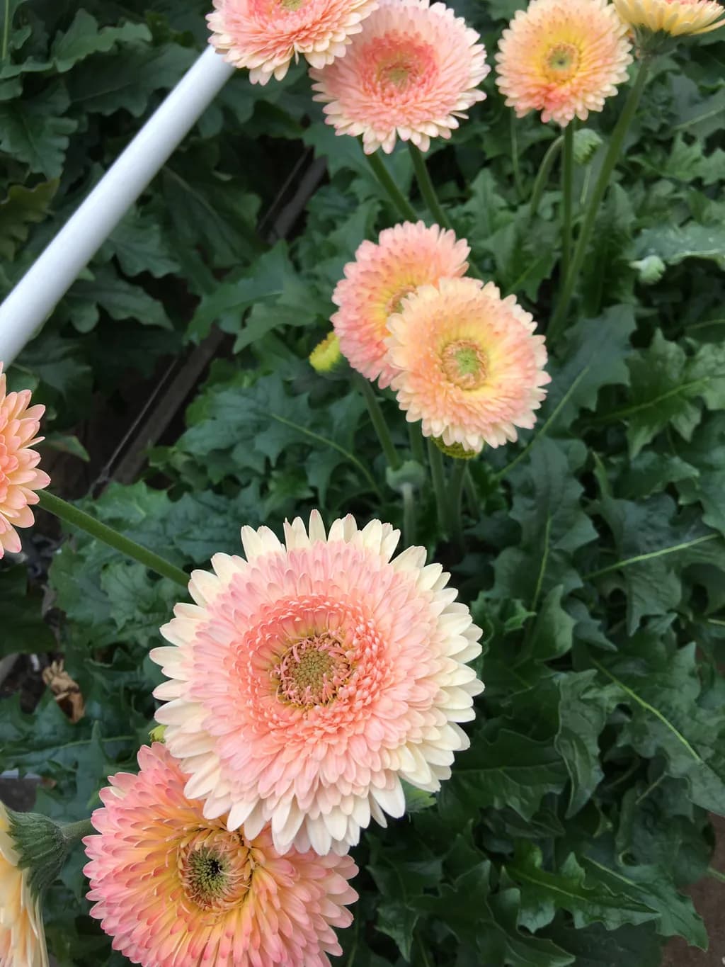 Close-up of peach and cream double-petal gerbera blooms with green foliage.