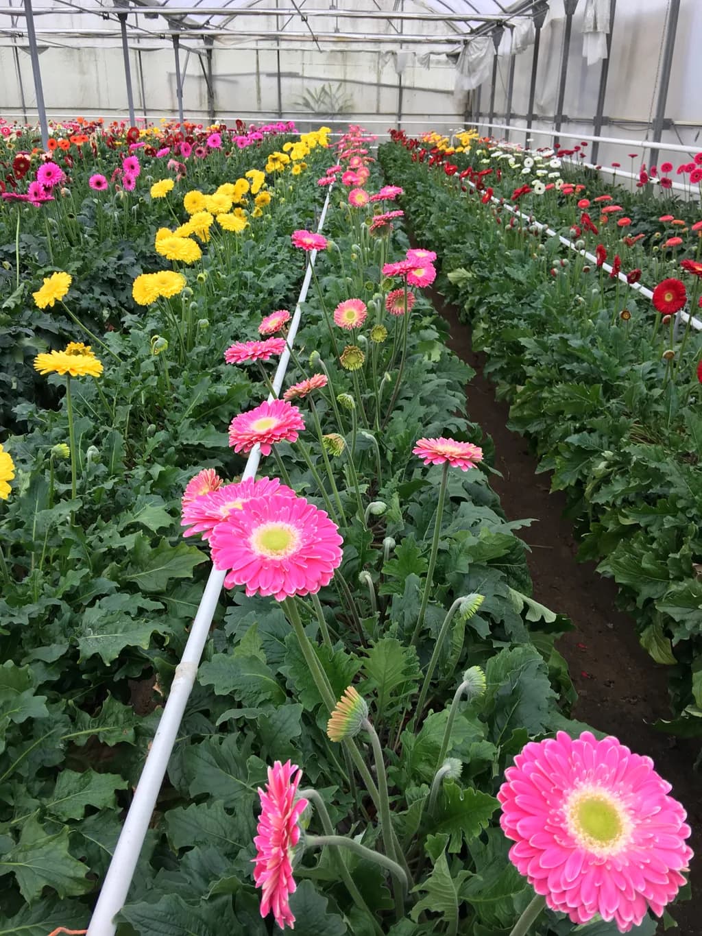 Wide interior polytunnel row showing dense gerbera daisy crop in bloom with support piping.