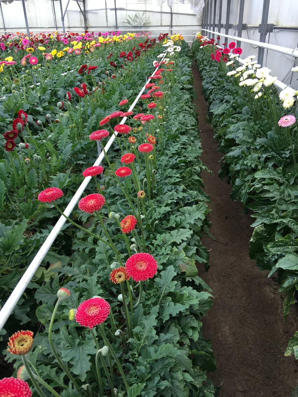 Wide interior polytunnel row of mixed-color gerbera crop with structural framing visible.