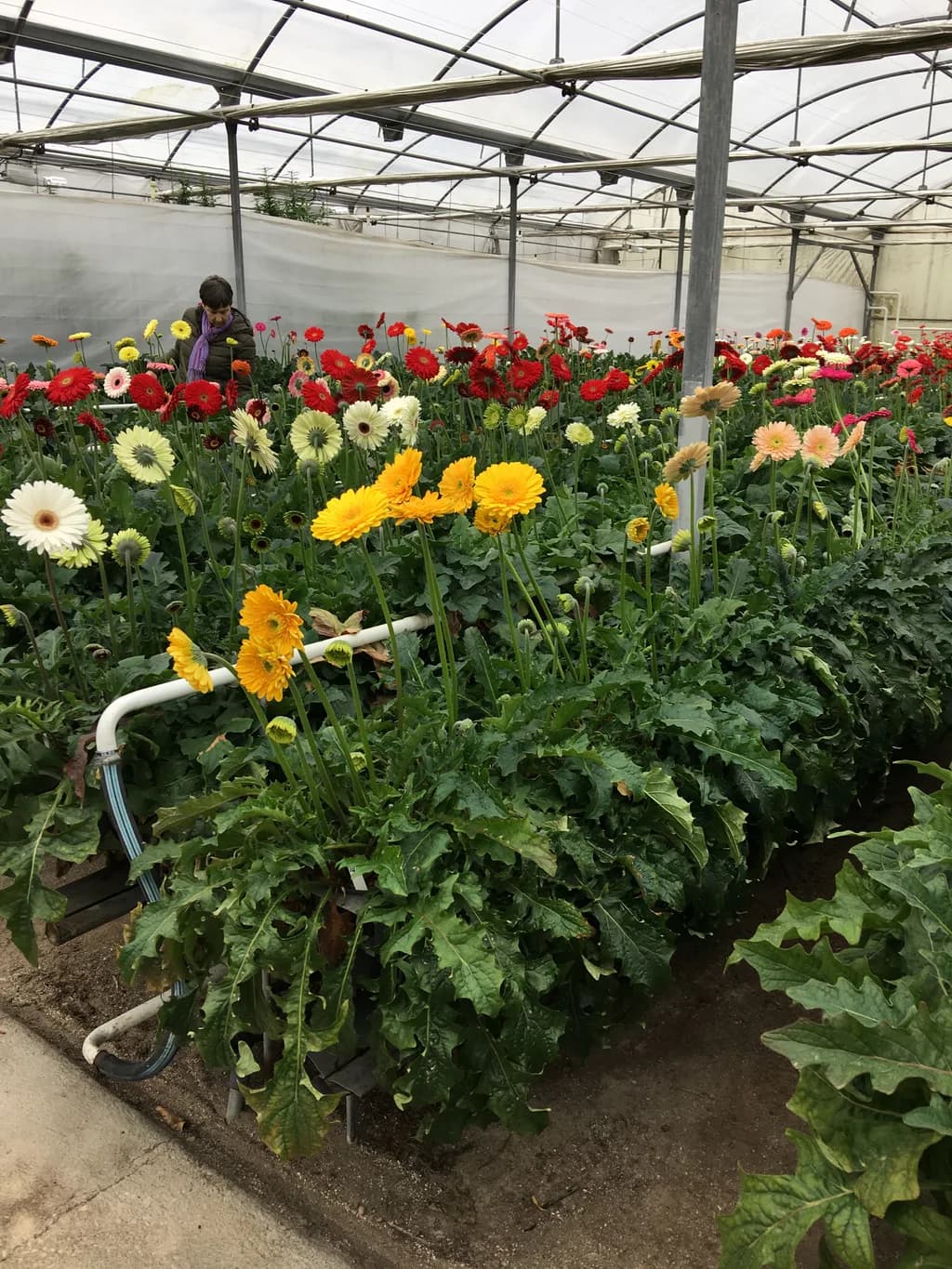 Interior polytunnel gerbera row with a farmer visible in the background.