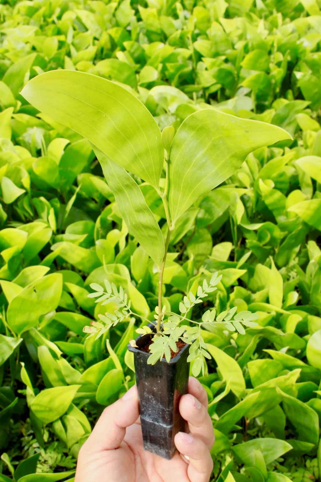 Hand holding a small potted tree seedling with dense green nursery foliage in the background.