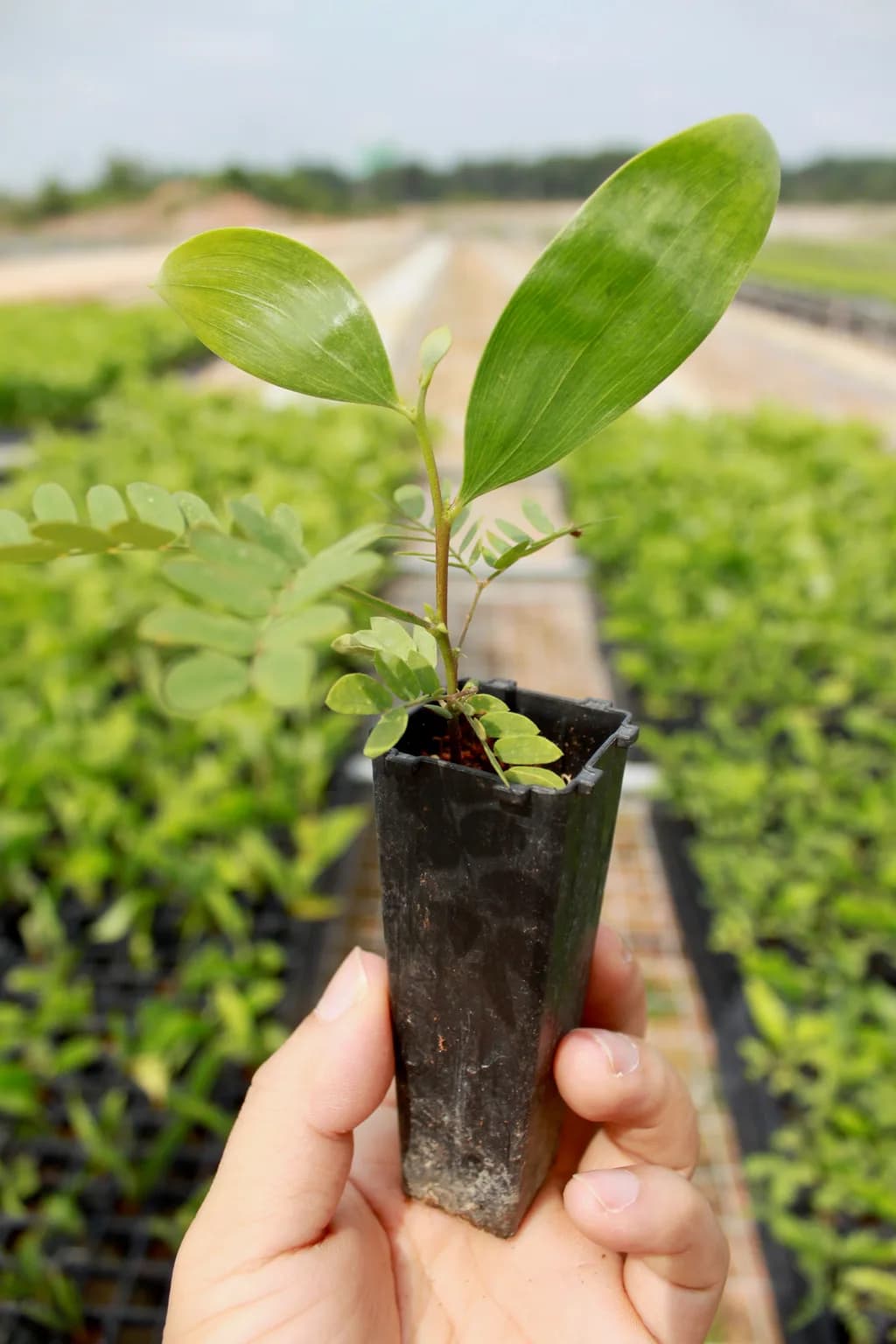 Hand holding a potted seedling with rows of nursery beds visible in the background.