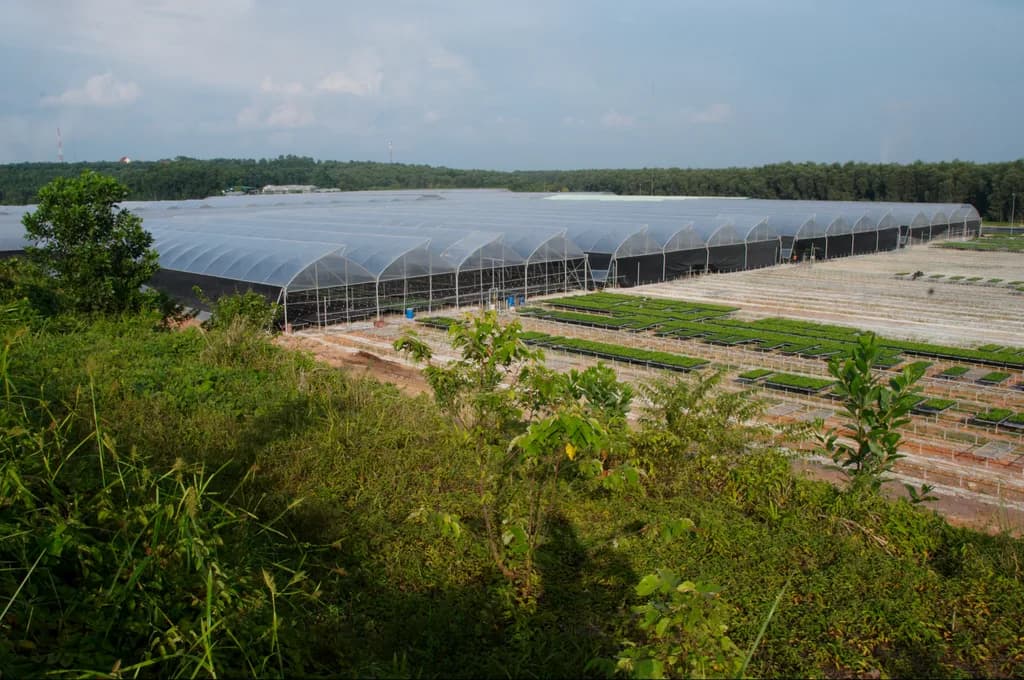 View from a foliage-covered hillside overlooking a greenhouse and nursery tray complex.