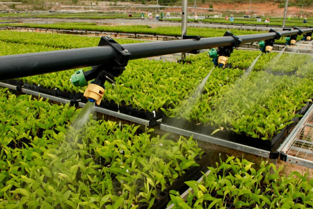 Irrigation manifold with micro-sprinkler heads spraying water over trays of leafy seedlings.