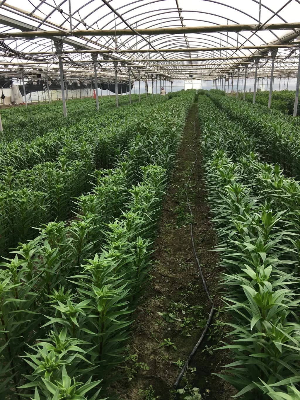 Interior polyhouse view of lily crop rows with workers visible near the far wall.