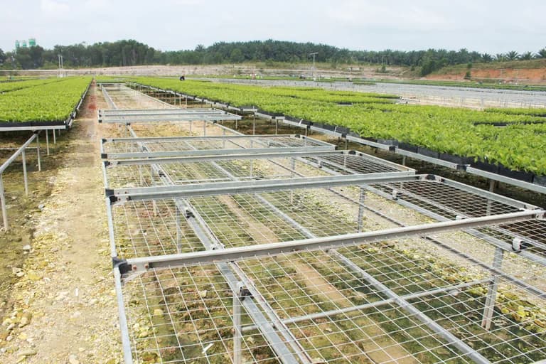 Wire-mesh nursery benches transitioning into rows of filled seedling trays.