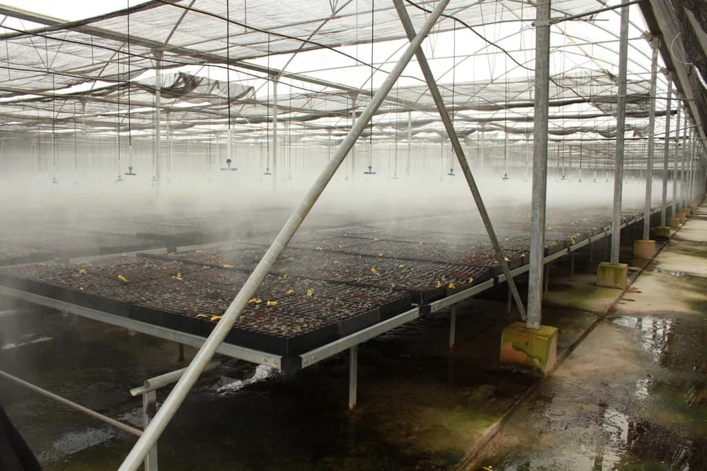 Ground-level interior view of a misting propagation house with raised trays and structural framing.