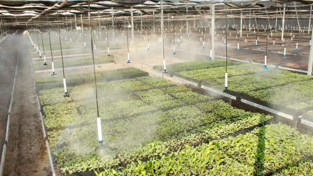 Wide interior view of misting nozzle risers over rows of leafy seedling trays.