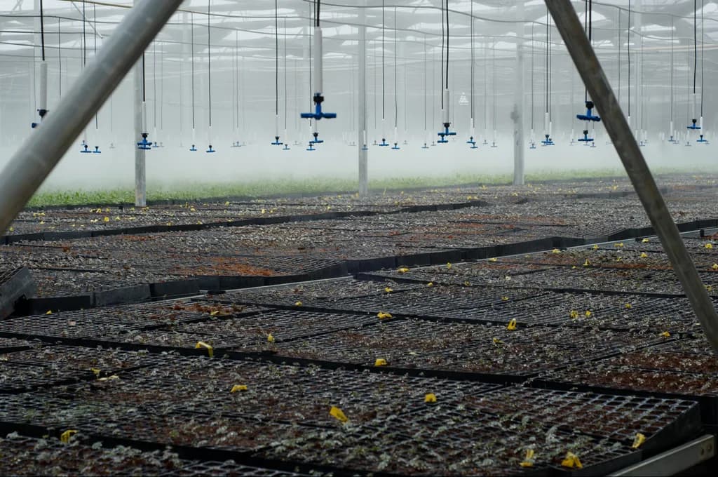 Interior of a greenhouse showing an active fogging and misting irrigation system over rows of propagation trays.