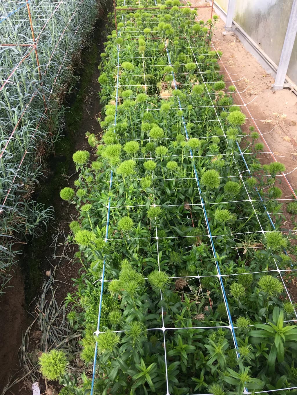 Chrysanthemum foliage crop supported by a string grid trellis system, overhead angle.