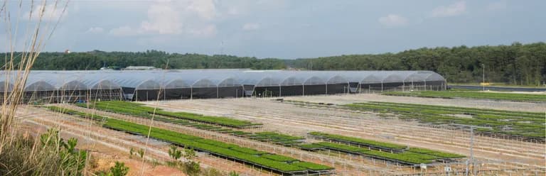 Wide elevated panorama of a nursery complex with multiple tunnel structures and outdoor tray beds.