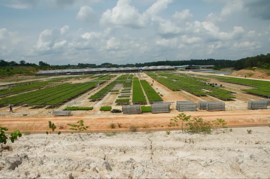 Wide panoramic view of a nursery tray complex with a water reservoir and greenhouse rows.