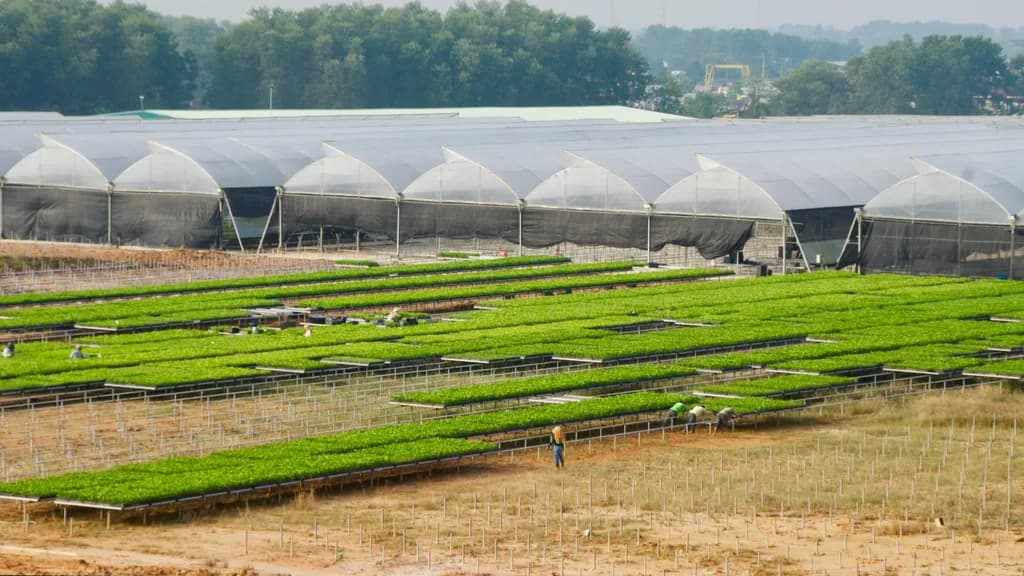 Raised nursery seedling trays filled with green plants, workers tending them.
