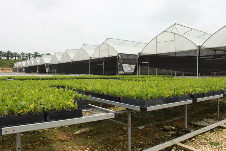 Wide exterior view of a row of polytunnel greenhouse structures with seedling trays on raised benches.