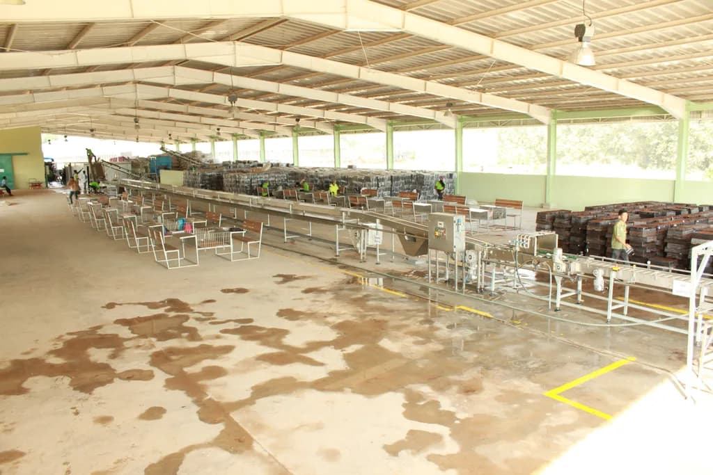 Wide interior view of a production shed showing the full length of the tray-fill and sorting line.