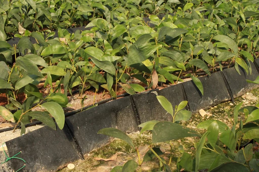Close-up of a raised bed liner edge with mature glossy-leafed plants growing behind it.
