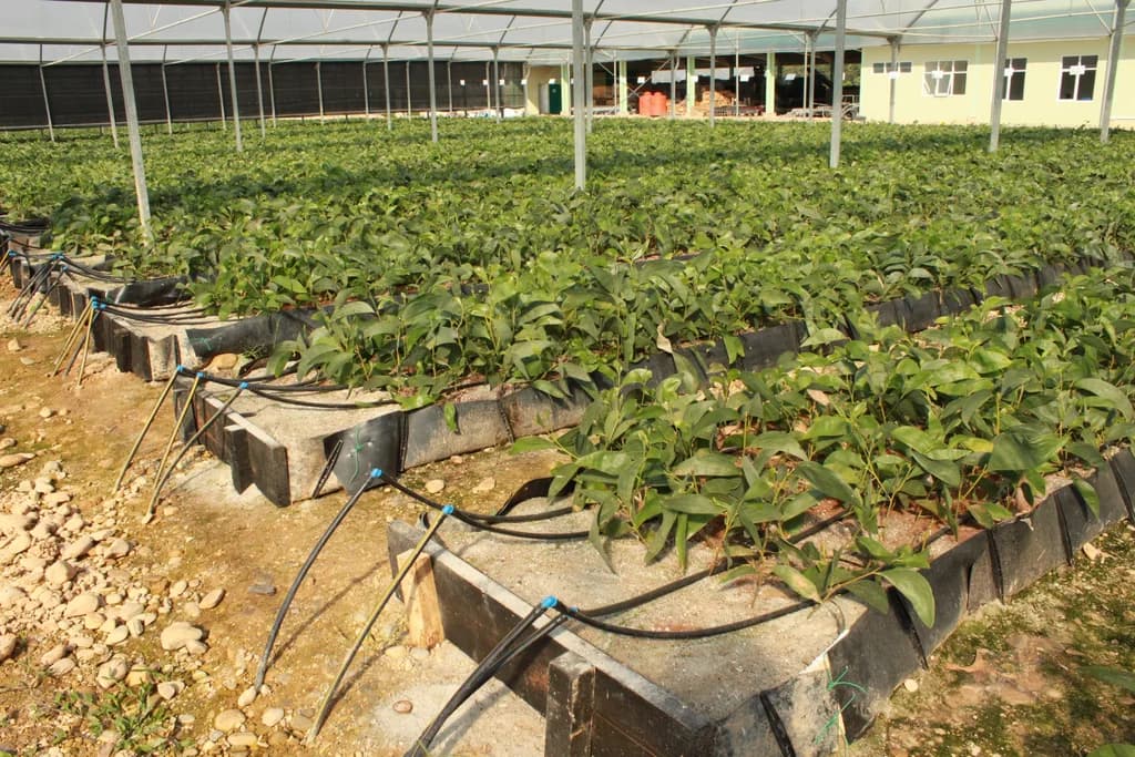Raised bed filled with mature leafy potted plants and fitted with drip-irrigation lines.