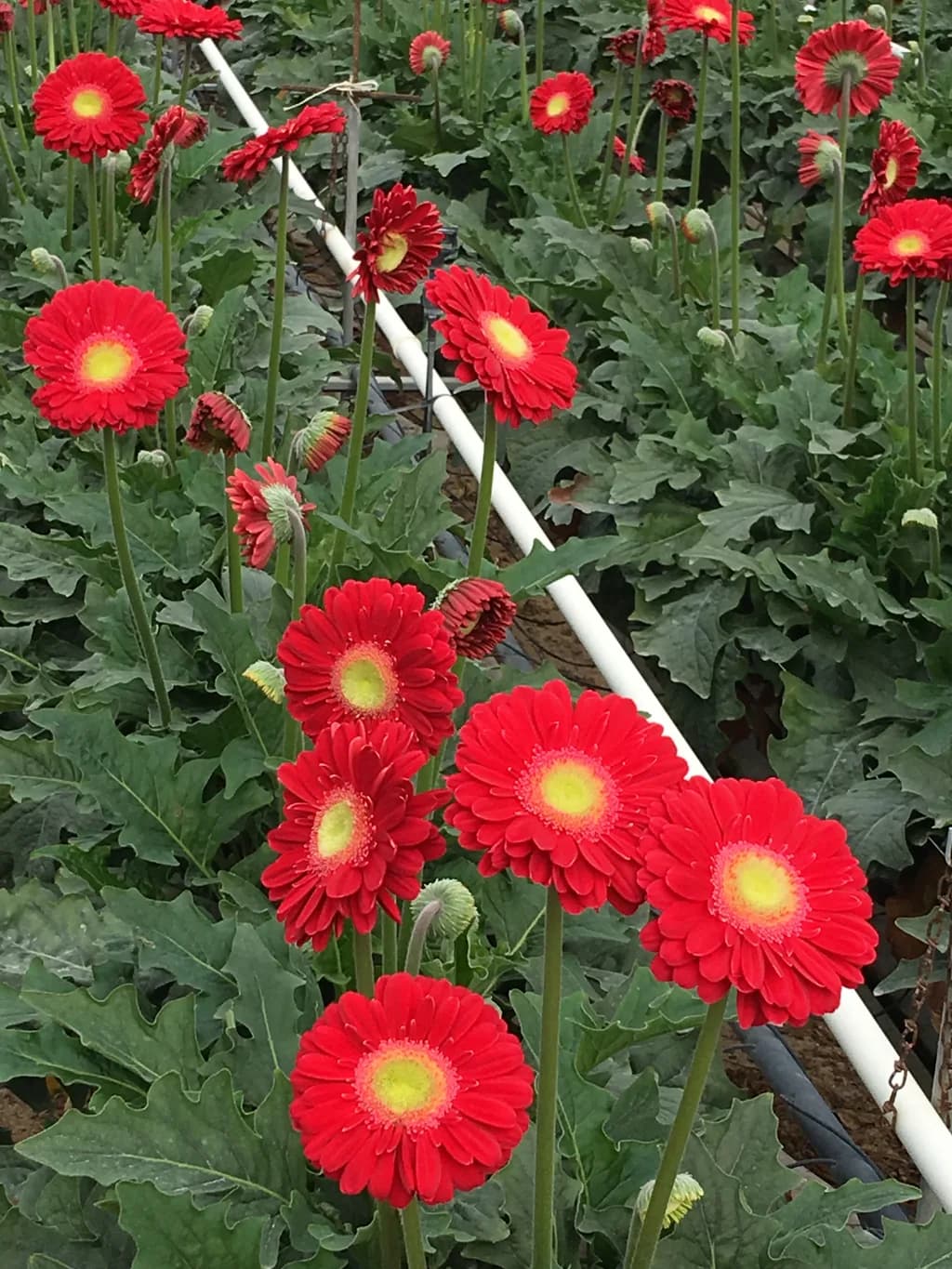 Close view of bright red gerbera blooms with visible support pipe and structural chain.