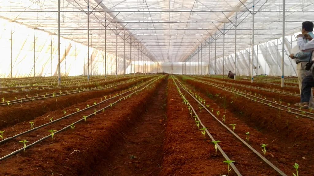 Freshly transplanted seedlings in rows with drip irrigation tubing, workers in the background.