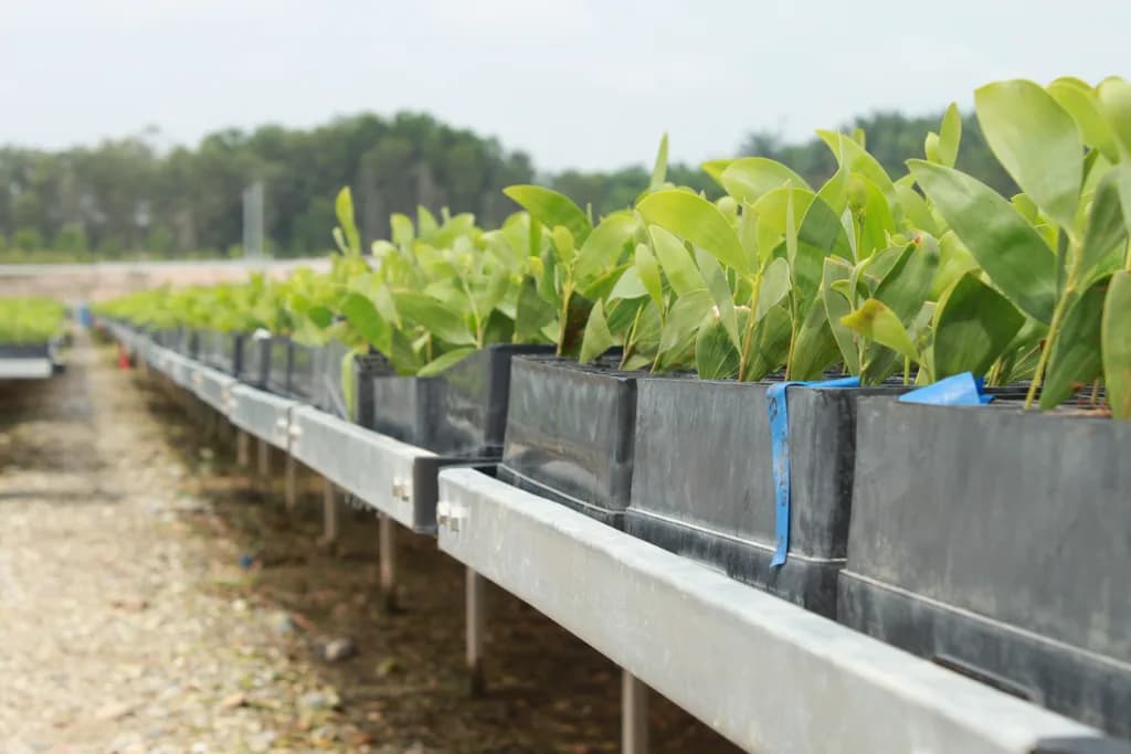 Leafy seedlings in trays with blue tag ribbons, set on an elevated metal bench.