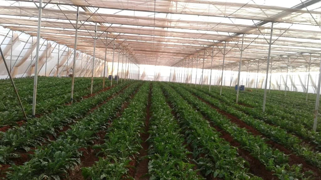 Rows of a leafy crop under a shade-net structure with red soil.
