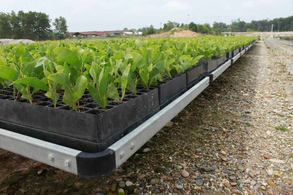 Wide view of a tray bench line extending into the distance, with tray clip detail visible.