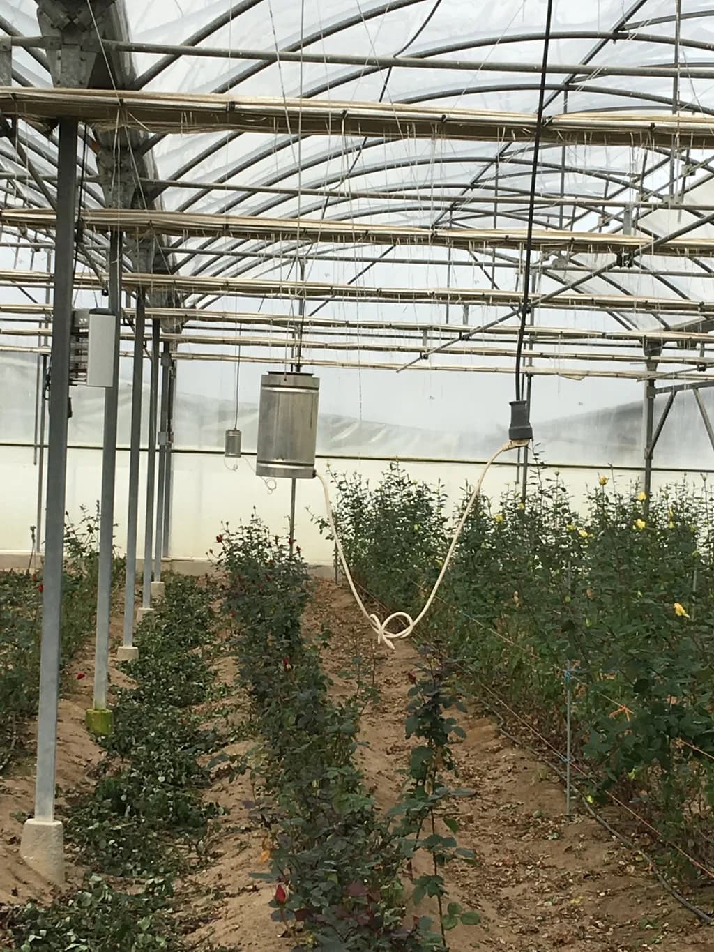 Interior polyhouse showing steel arch trusses, rose crop rows, and a hanging fogger unit.
