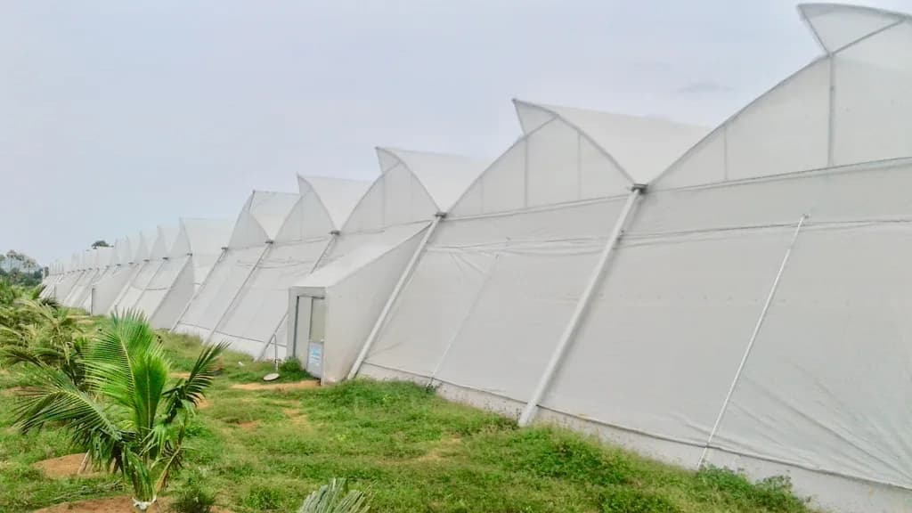Long row of tunnel greenhouses viewed from ground level with palms in the foreground.