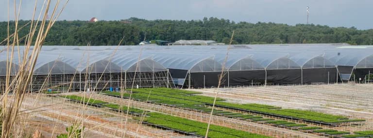 Ground-level view of a tunnel greenhouse row with rows of nursery trays in the foreground.
