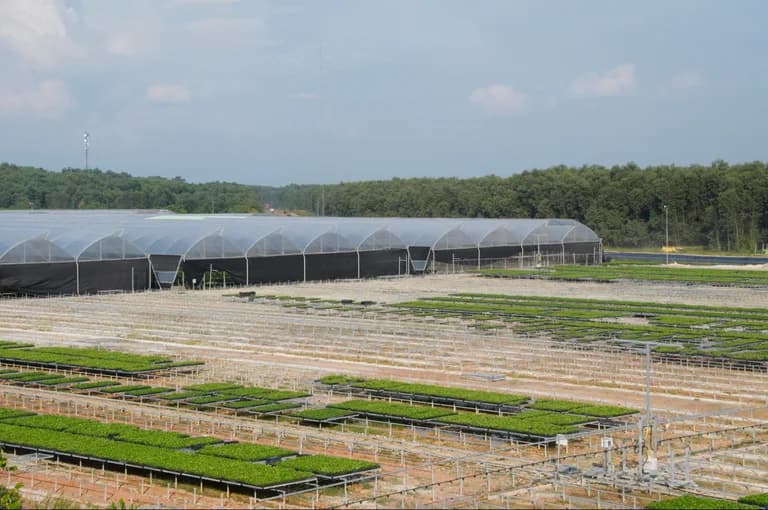 Wide view of a tunnel greenhouse row with extensive nursery tray rows.