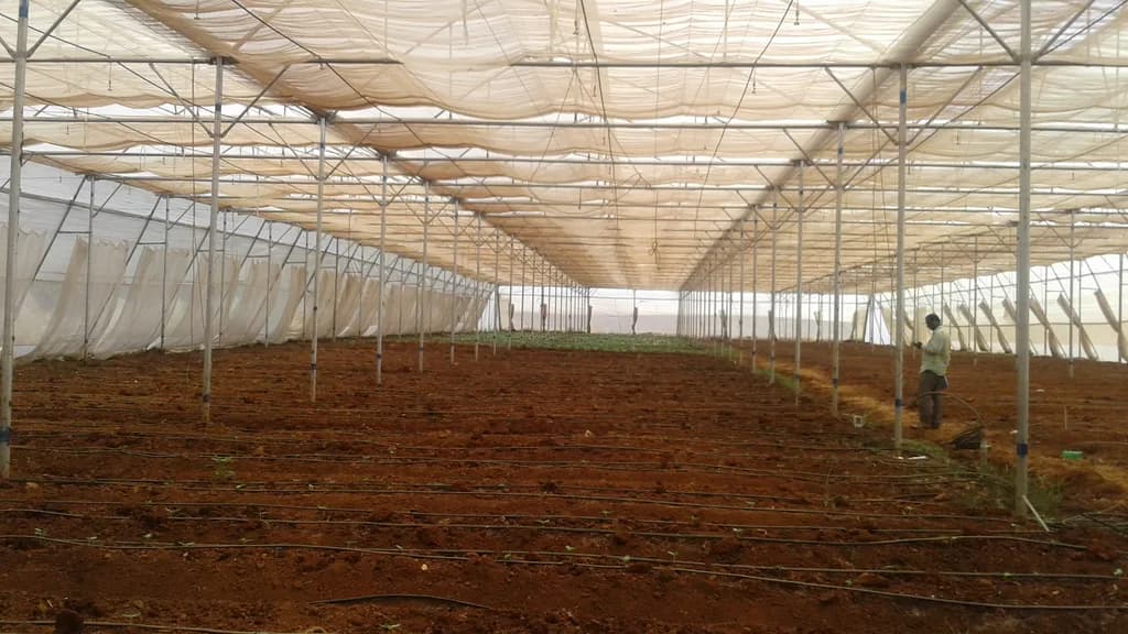 Worker standing among newly forming crop beds with bare red soil and drip lines.