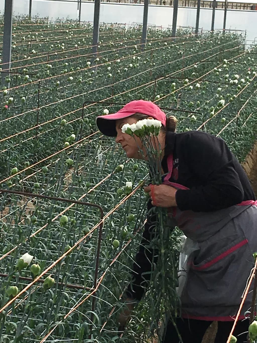 Worker harvesting white flowers, standing among trellised rows.