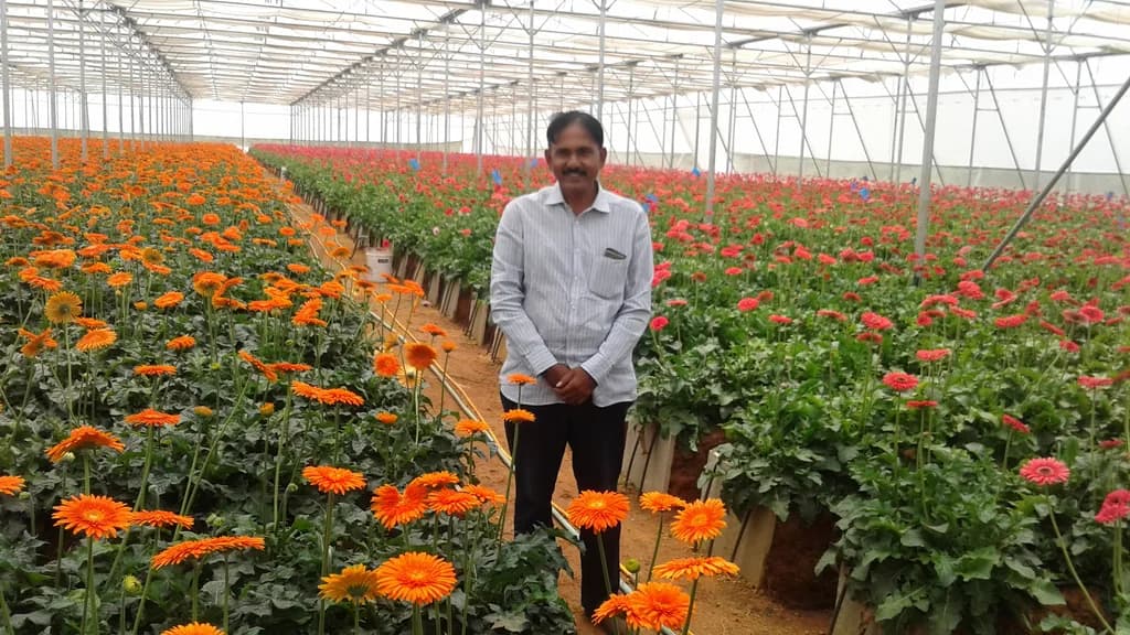 Worker standing among rows of orange, pink, and red gerbera flowers inside a greenhouse.