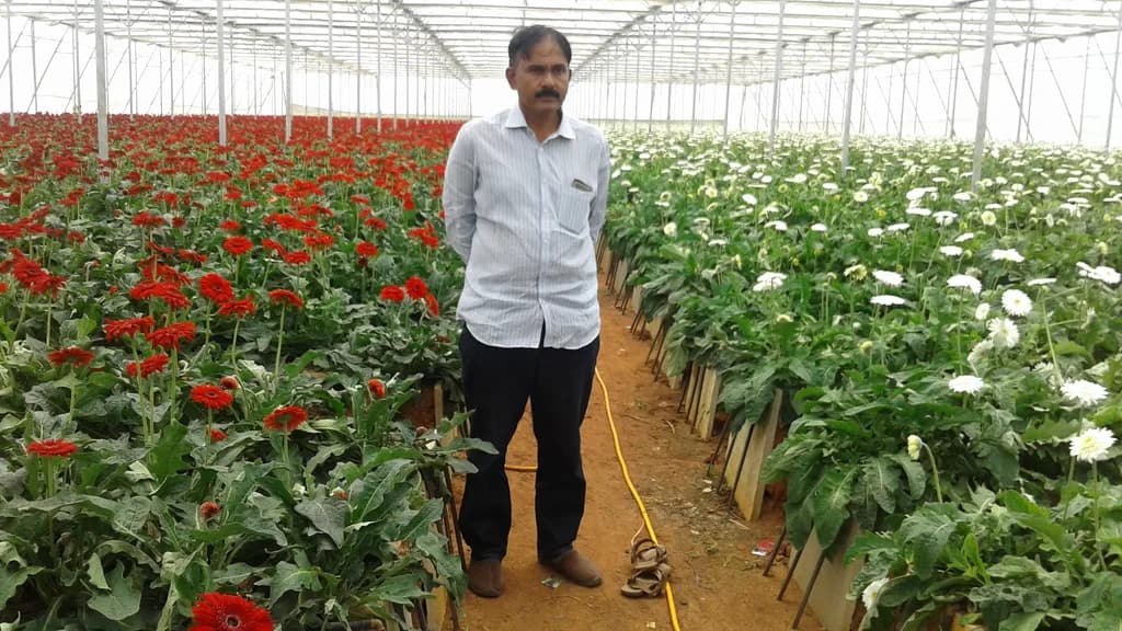 Worker standing between rows of red and white gerbera flowers inside a greenhouse.