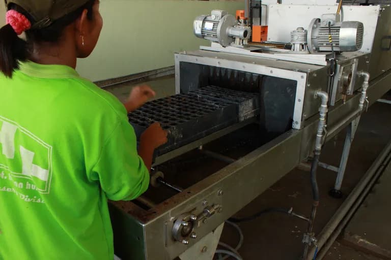 Worker placing a seedling tray onto the tray-filling machine's conveyor.