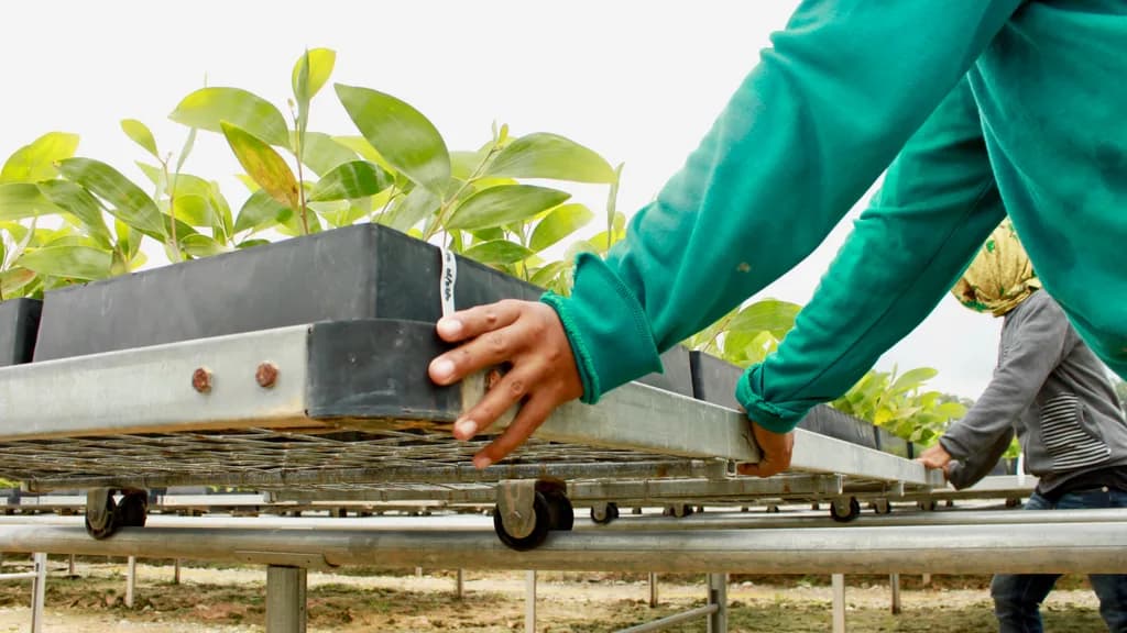 Worker's hand pushing a wheeled nursery tray bench loaded with leafy seedlings.