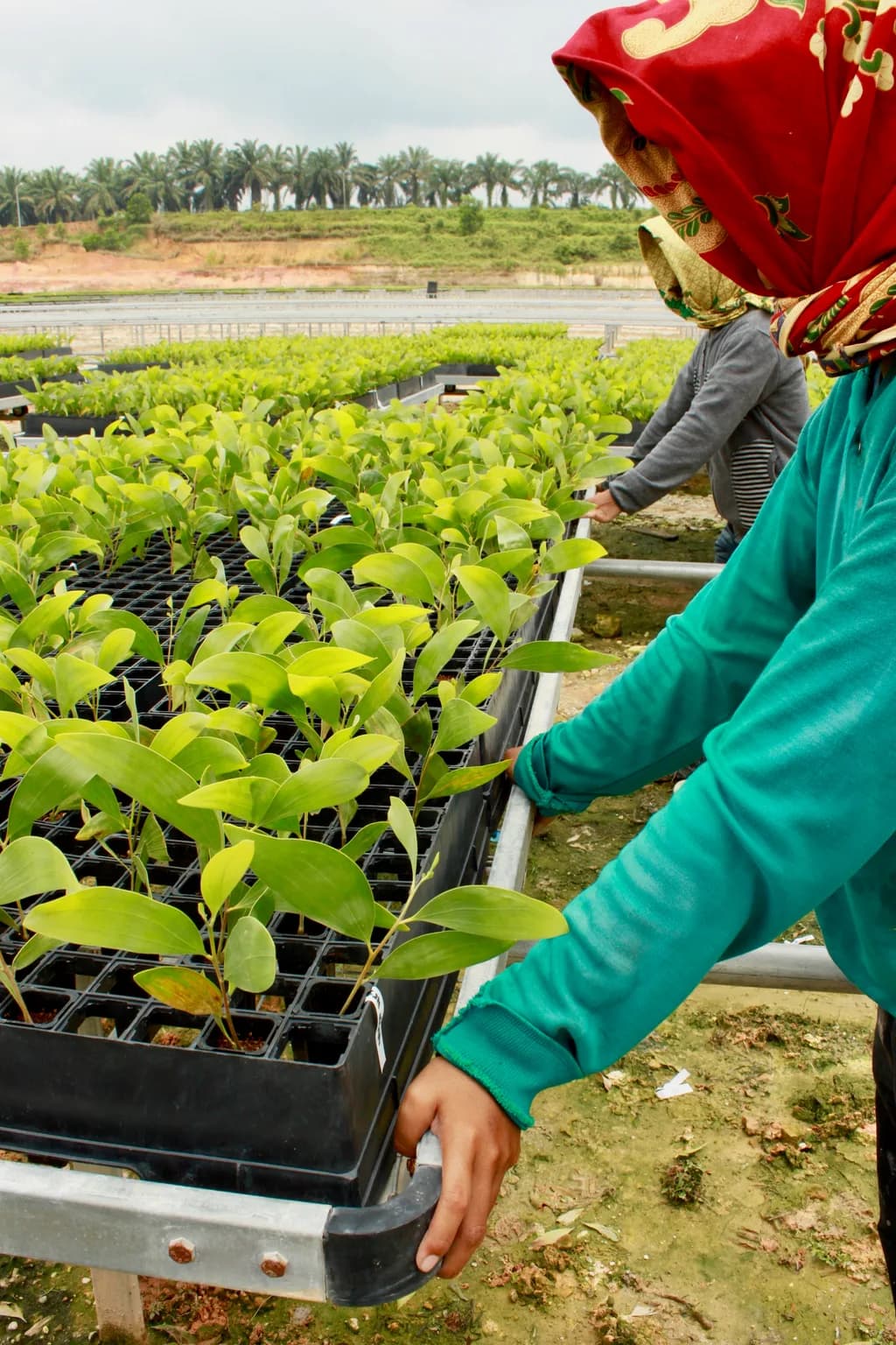Nursery workers carrying a seedling tray past rows of trays on raised benches.